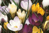 several crocuses of various colors