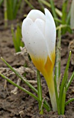 one white crocus bud with yellow bottom about to open