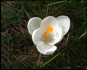 image of open white crocus bloom