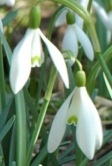 white bell crocuses