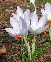 open  white crocuses 