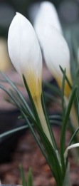 white crocus buds