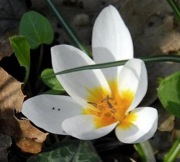 open white crocus