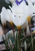 picture of several white crocuses open